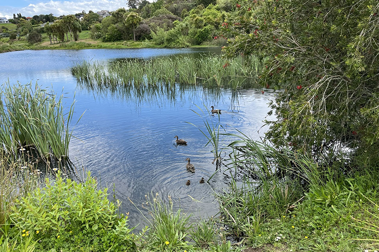 Ohauiti reserve